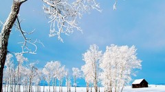 Nature Trees winter frost