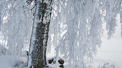 Nature Trees winter HDR Photography