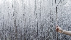 Nature Trees winter hoarfrost