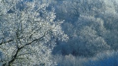 Nature Trees winter ice Tennessee