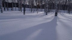 Nature Trees winter land