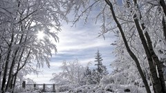 Nature Trees winter Russians winter sports