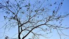 Nature Trees winter skies