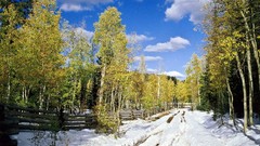 Nature Trees winter streets