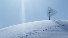 Nature Trees winter sun clouds land