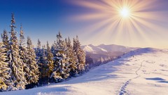 Nature Trees winter sun flare snow landscapes
