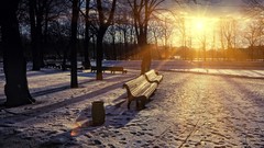 Nature Trees winter sun seasons