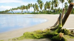 Nature Trees Wood Beaches