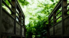 Nature Trees Wood Bridges bokeh blurred background
