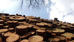 Nature Trees Wood forests