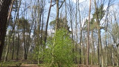 Nature Trees Wood forests