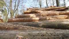 Nature Trees Wood forests