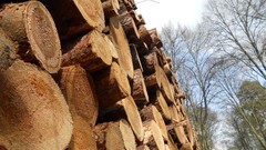 Nature Trees Wood forests