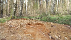 Nature Trees Wood forests