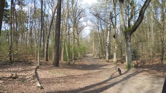 Nature Trees Wood forests