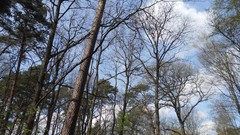 Nature Trees Wood forests