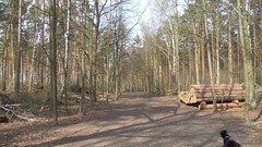 Nature Trees Wood forests