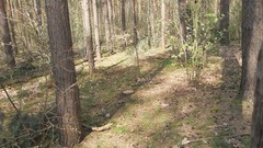 Nature Trees Wood forests