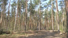 Nature Trees Wood forests