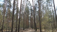 Nature Trees Wood forests