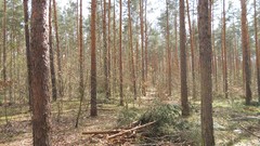 Nature Trees Wood forests