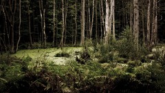 Nature Trees Wood forests