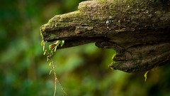 Nature Trees Wood logs