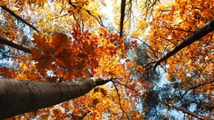 Nature Trees yellow autumn