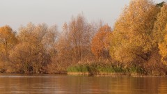 Nature Trees yellow autumn reflections rivers