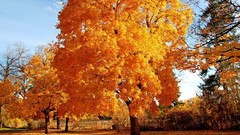 Nature Trees yellow clouds skies forests