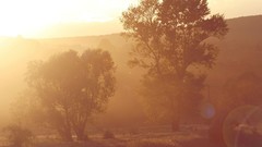 Nature Trees yellow sun light orange