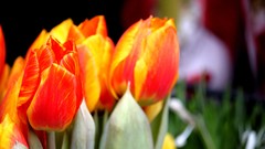 Nature tulips blurred background orange flowers