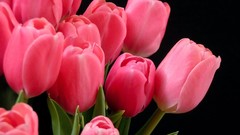 Nature tulips pink flowers