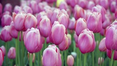 Nature tulips pink flowers