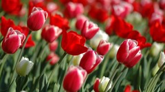 Nature tulips red flowers