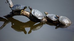 Nature turtles