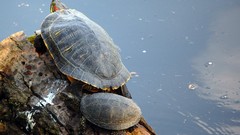 Nature turtles