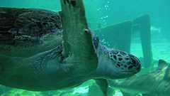 Nature turtles bubbles underwater