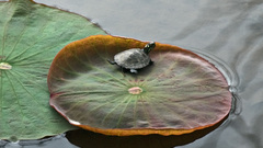 Nature turtles lily pads