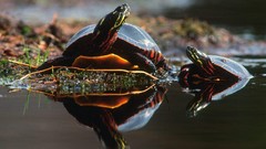 Nature turtles Reptiles reflections