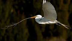 Nature twig Birds egrets great egret