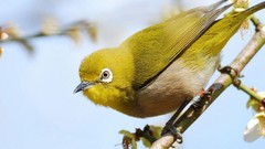 Nature twig Birds japanese white-eye