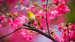 Nature twig Birds pink flowers japanese white-eye