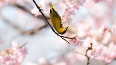 Nature twig Birds pink flowers upside down blurred background 