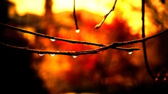 Nature twig branches bokeh water drops sunlight depth of field