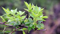 Nature twig Green wet raindrops