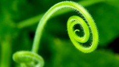 Nature ubuntu Plants