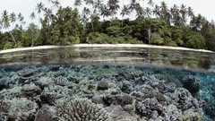 Nature underwater palm trees split-view coral reef Solomon 