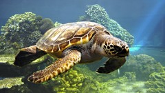 Nature underwater turtles
