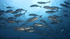 Nature Underwater World